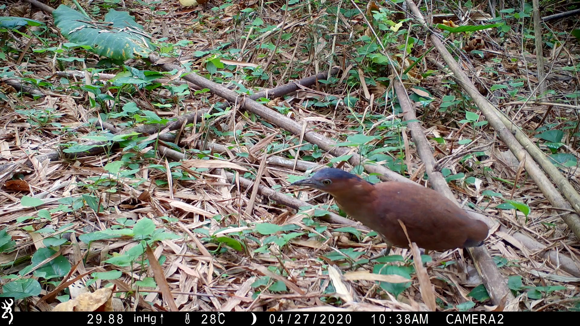 自動相機拍攝到的黑冠麻鷺在林下活動