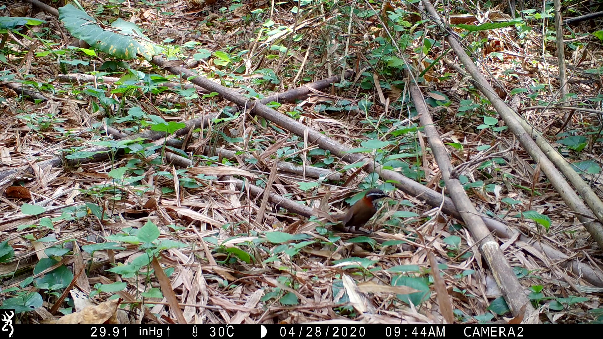 自動相機拍攝到的小彎嘴出現在林下環境中